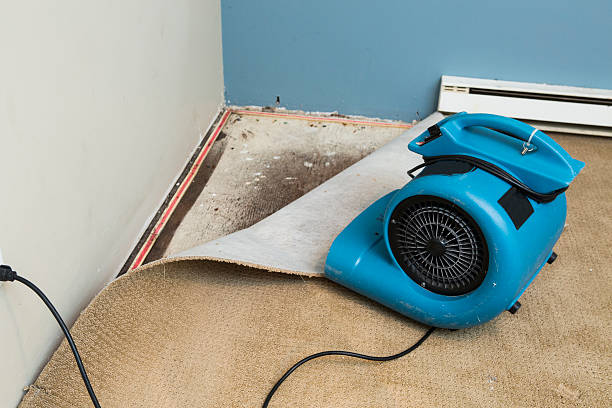 Best Basement water damage restoration  in Cicero, IL